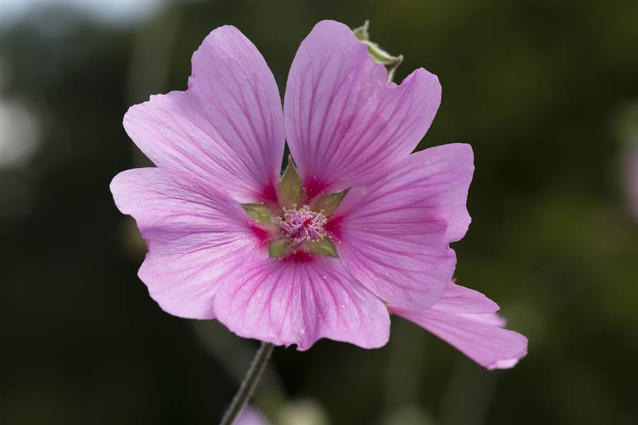 Malva rizada