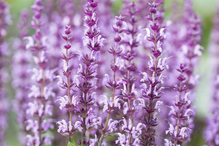 Salvia nemorosa