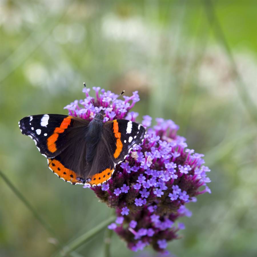Verbena bonariensis