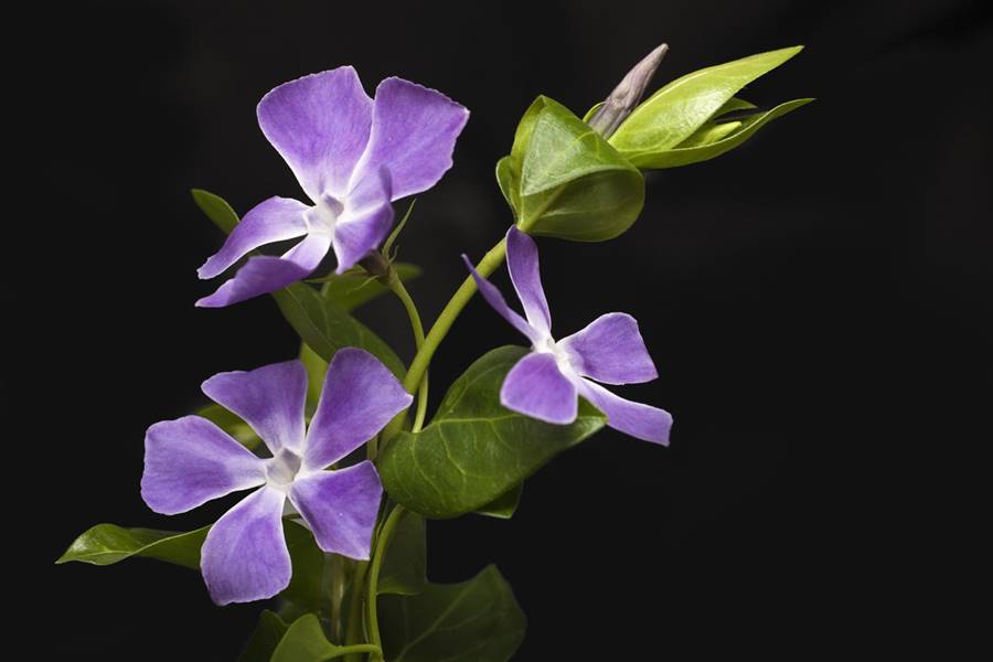 Vinca