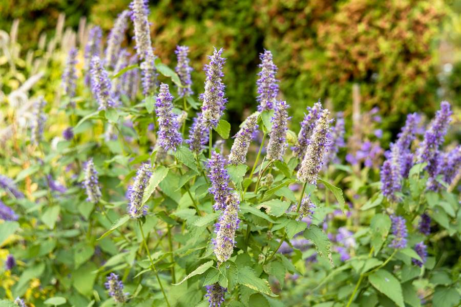 Agastache rugosa