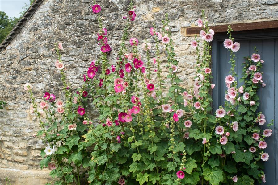 Alcea rosea 