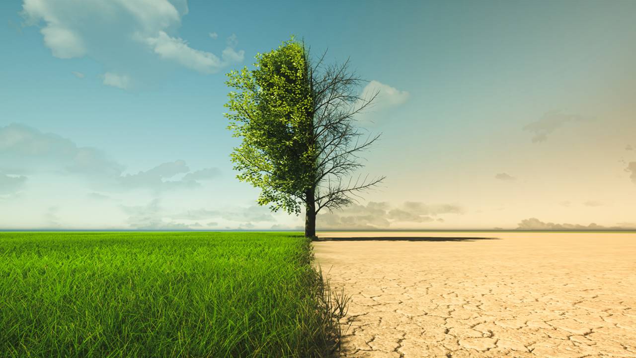 Arbol partido en zona verde y zona desértica