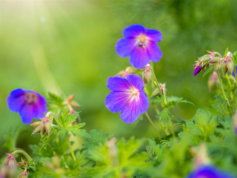 Geranium wallichianum