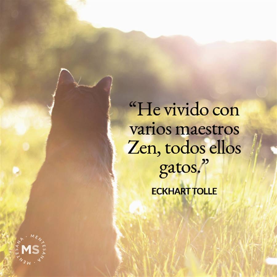 frases de gatos3