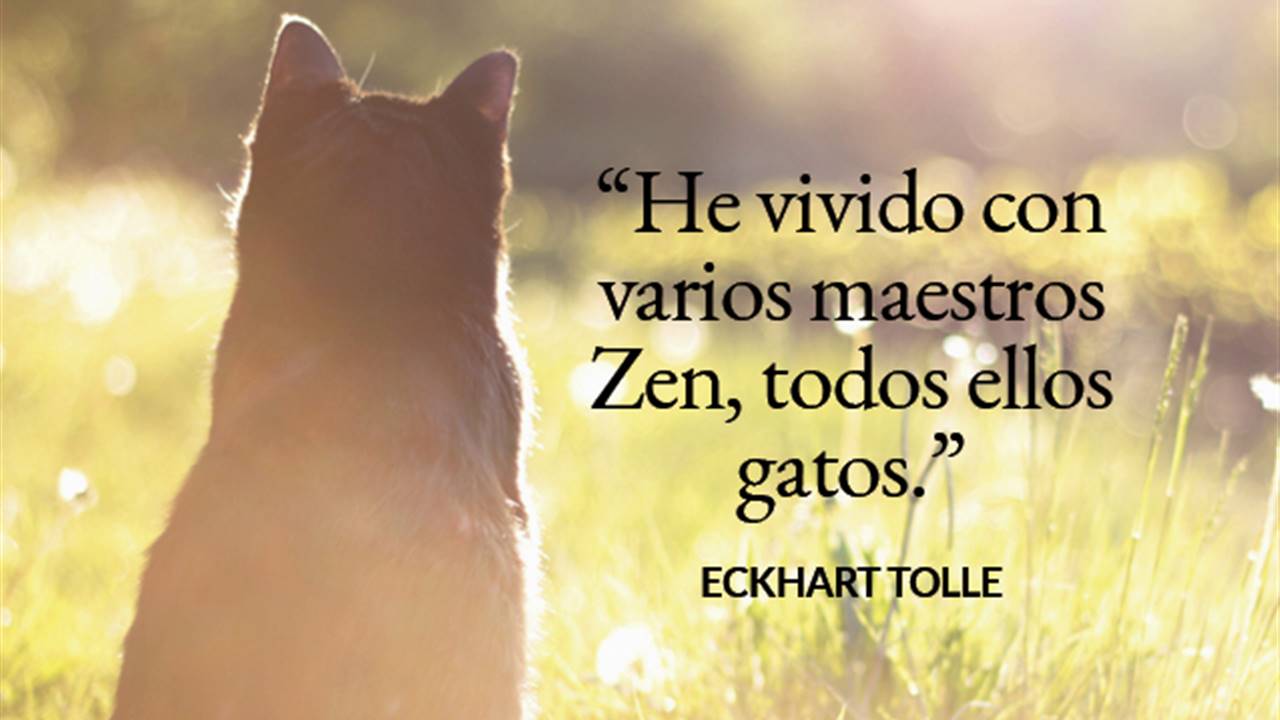 20 frases de gatos que te emocionarán