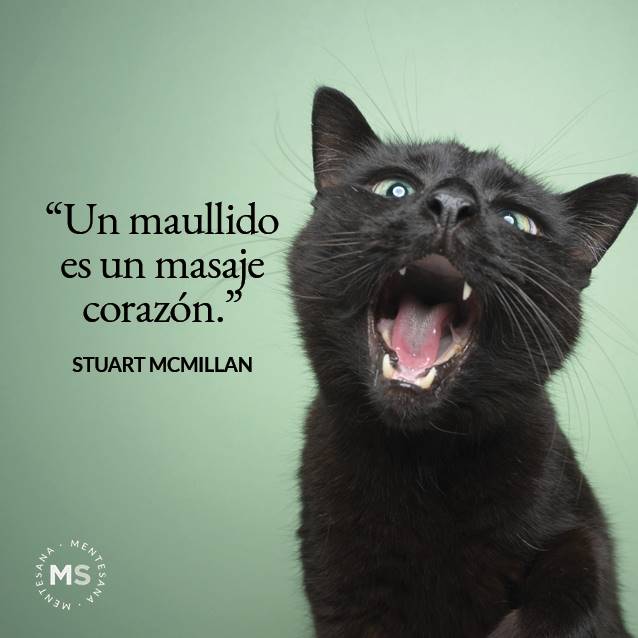 20 frases de gatos que te emocionarán