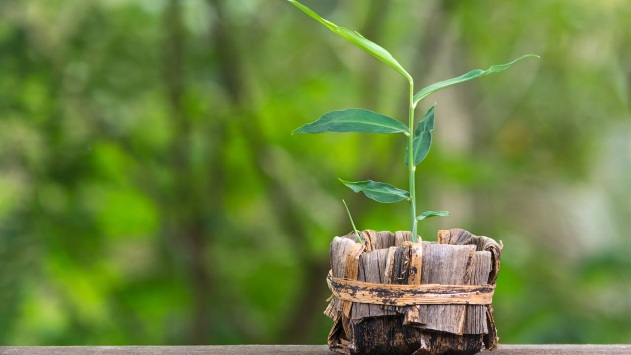 Planta de jengibre