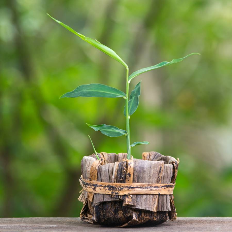 Jengibre: cómo plantarlo en casa, cosecharlo y cuidarlo