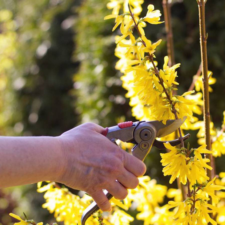 Forsitia: qué es esta planta y cómo elegir la variedad que más gusta a las abejas