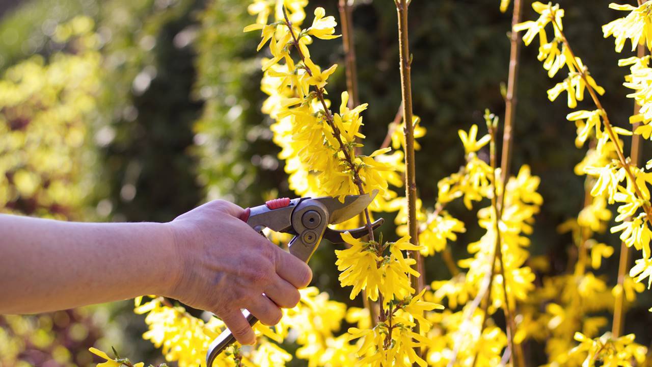 Forsitia: qué es esta planta y cómo elegir la variedad que más gusta a las abejas