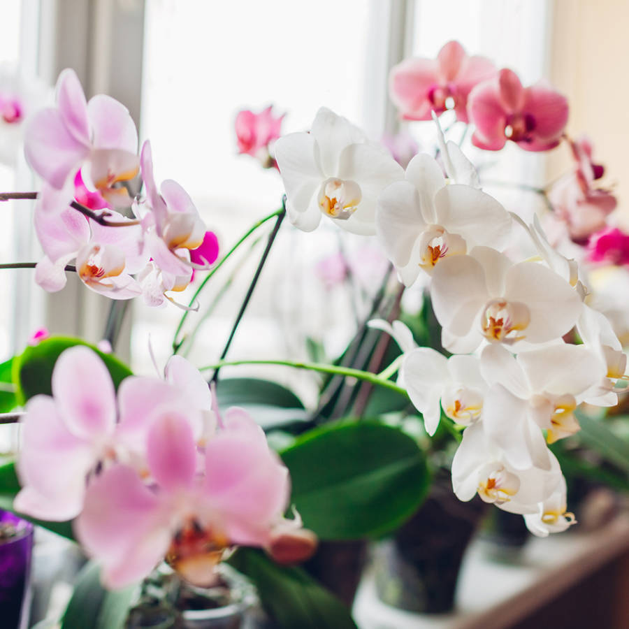 Orquídeas rosas y blancas