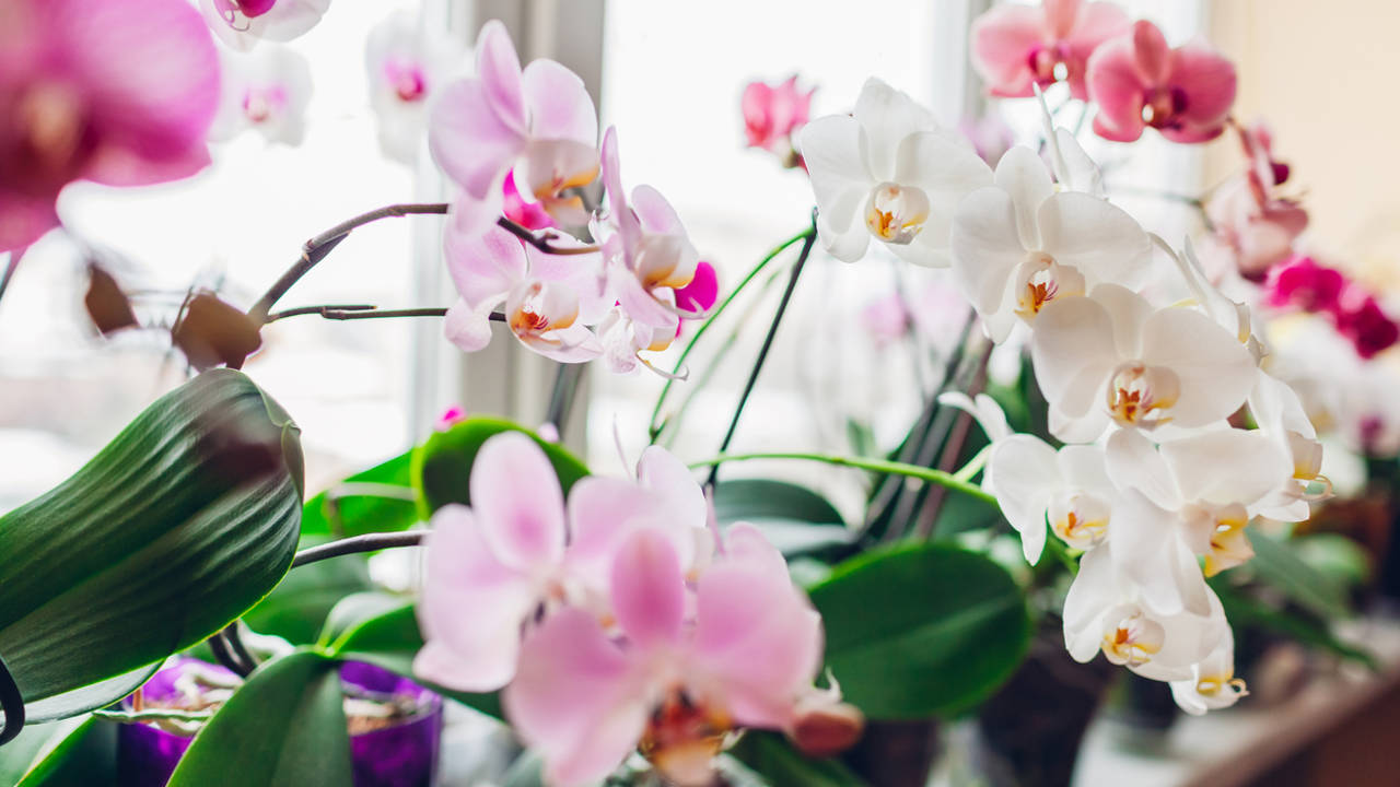 Orquídeas rosas y blancas