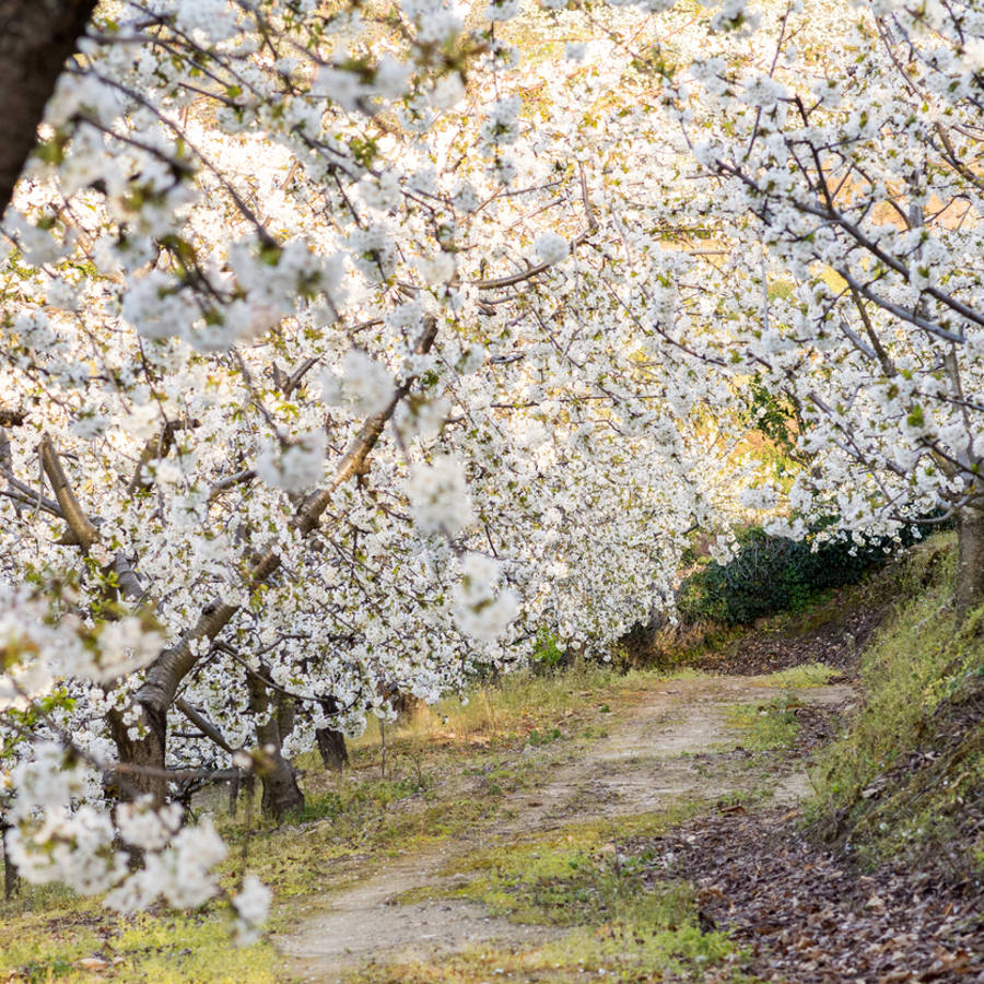 El pueblo más bonito en abril, según National Geographic, tiene un paisaje de cerezos en flor que no te puedes perder