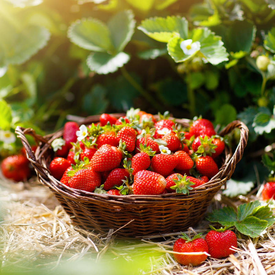 Cesta de fresas en un campo