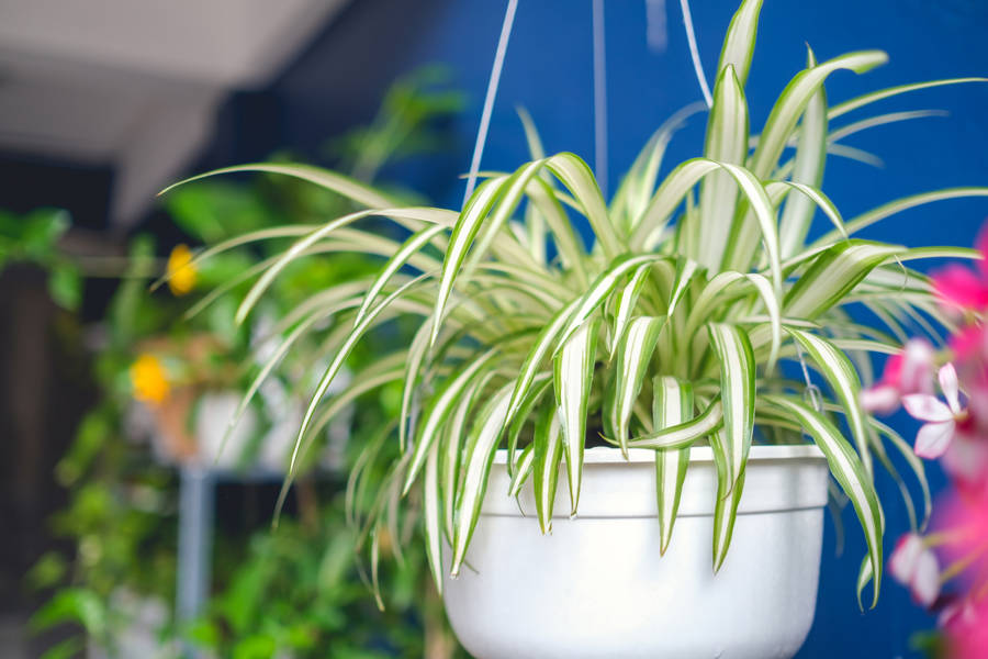 plantas interior y fáciles de cuidar