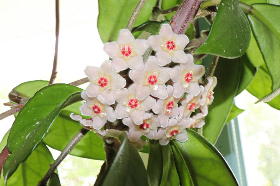 Flor de cera