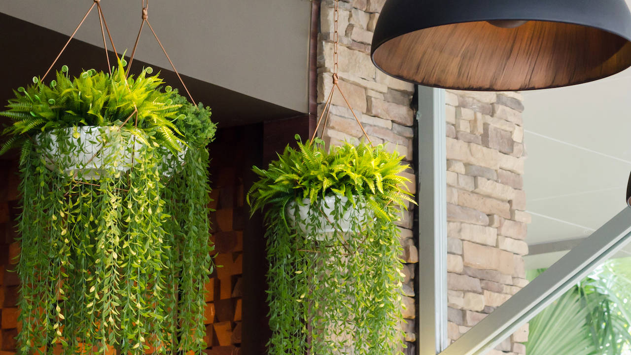 plantas colgantes