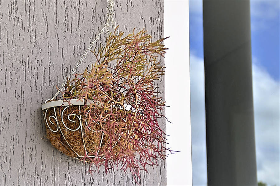 Rhipsalis