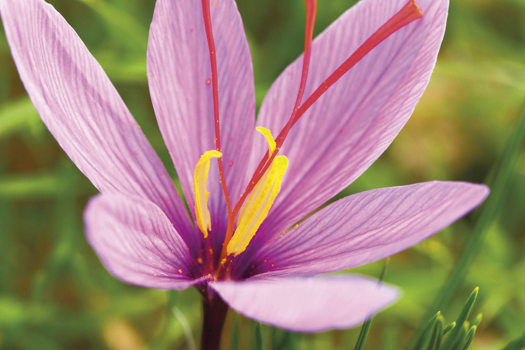 Antidepresivos naturales: azafran crocus sativus