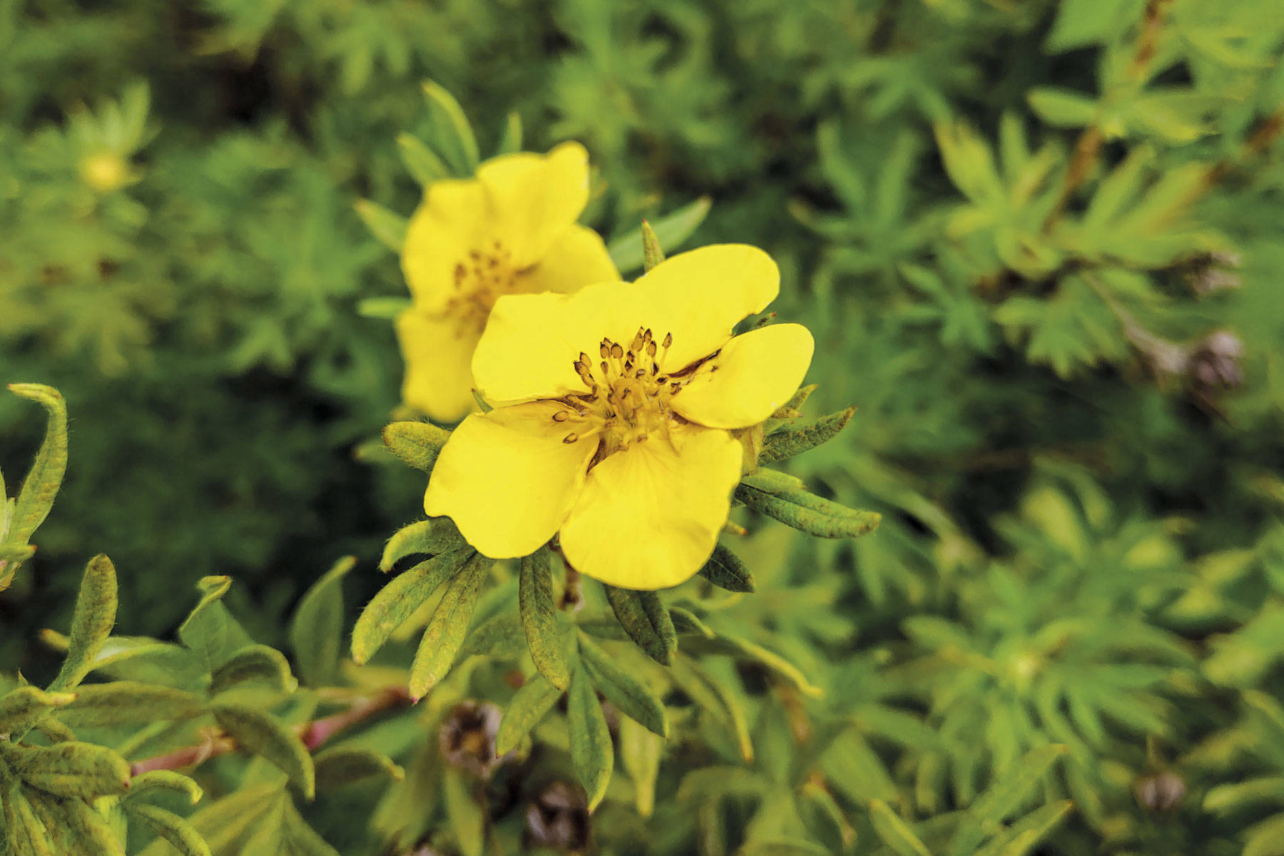 Antidepresivos naturales: damiana