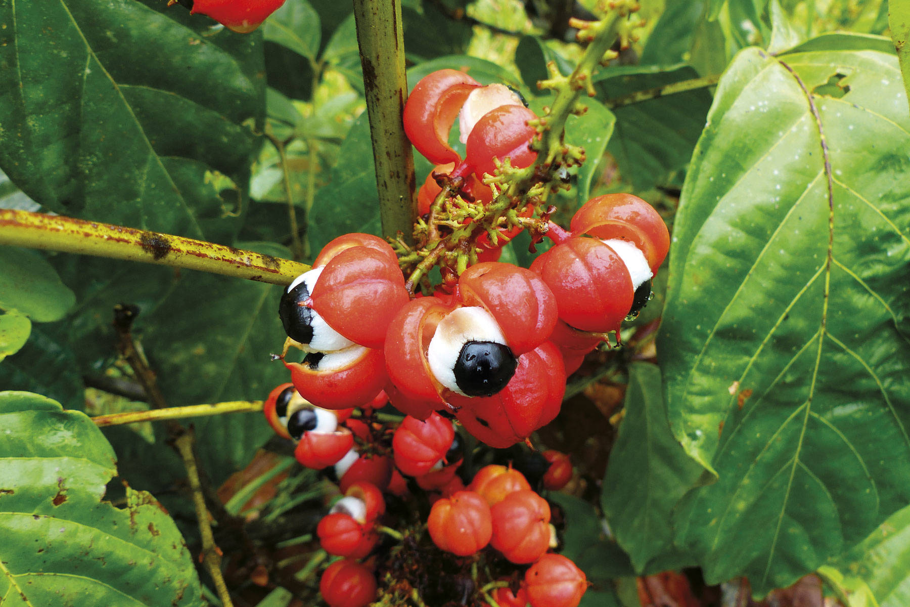 Antidepresivos naturales: guarana