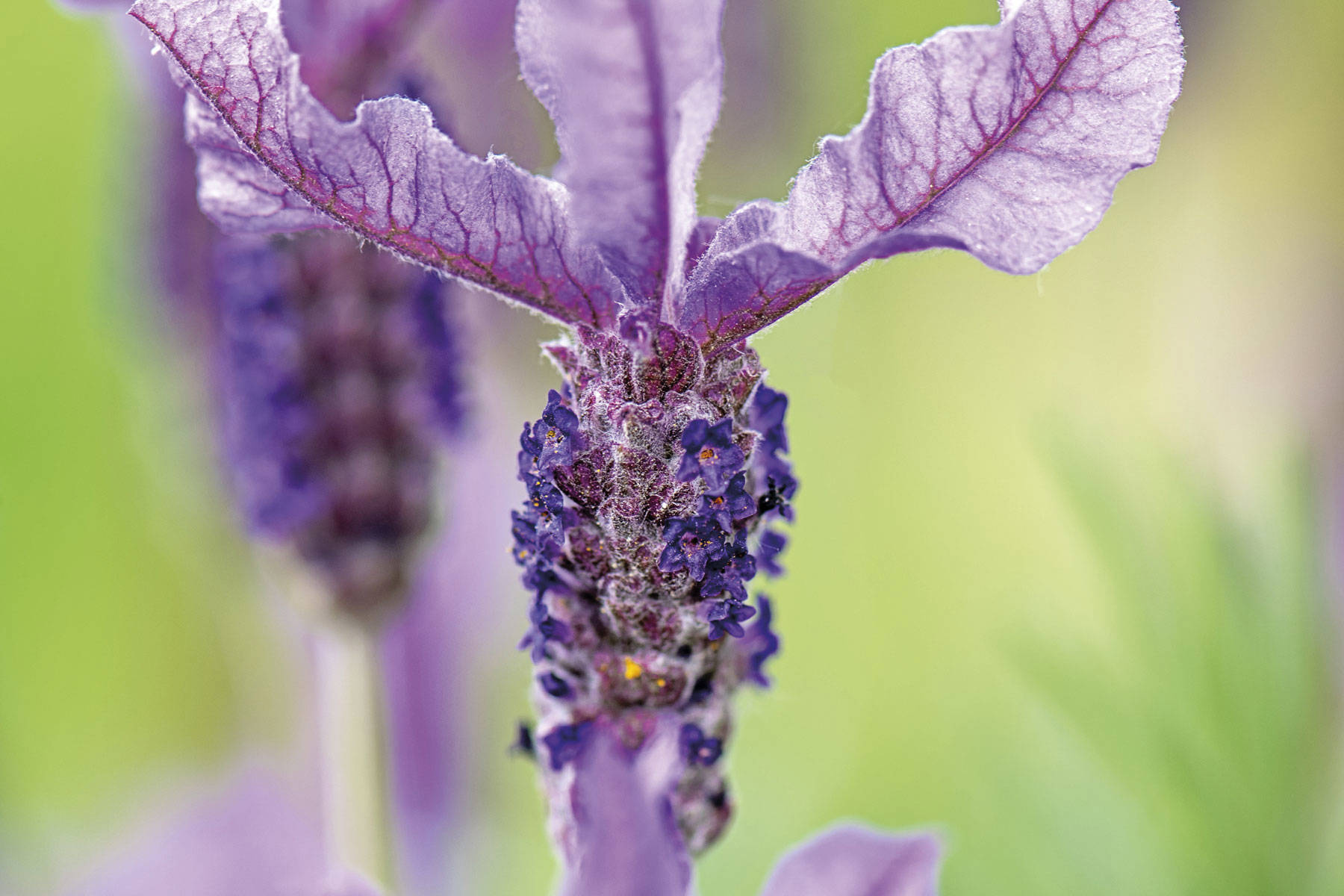 Antidepresivos naturales: lavanda