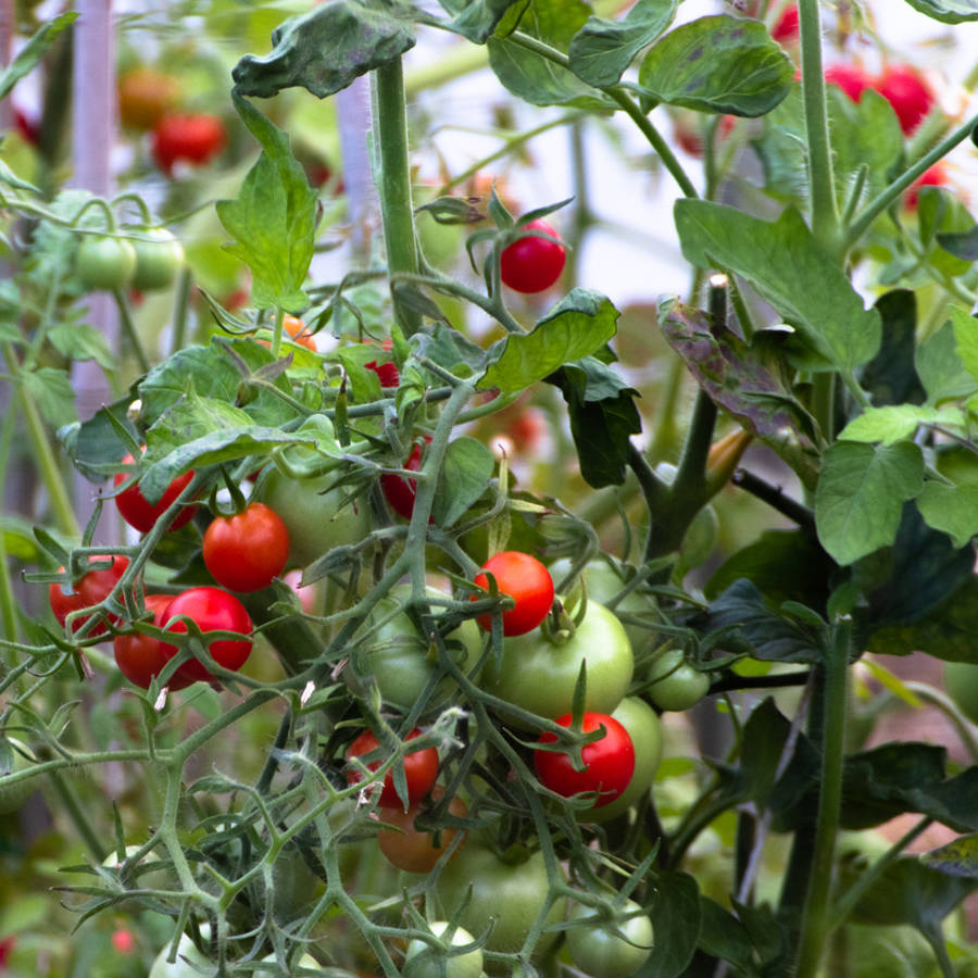 ¿Es cierto que las tomateras “gritan” cuando se estresan?