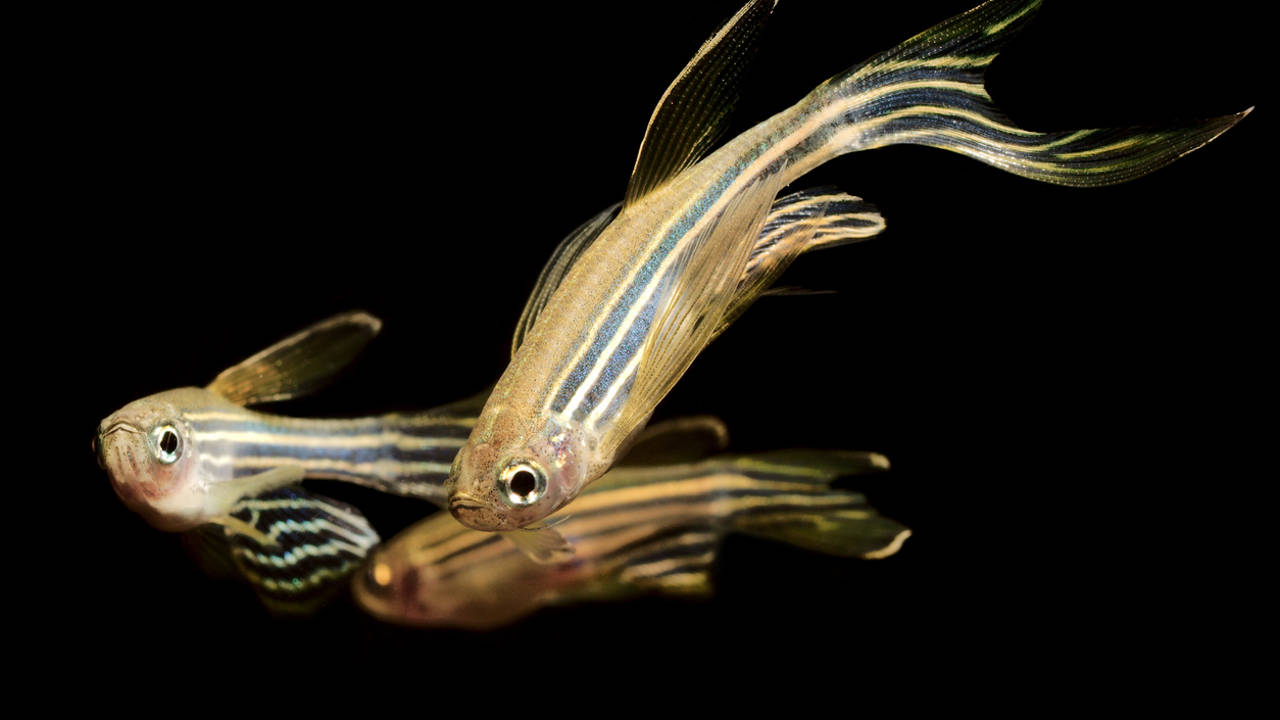 Peces cebra