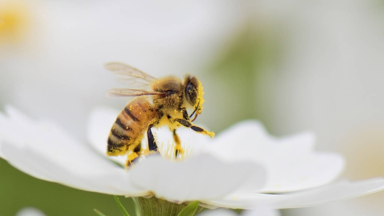 Abeja