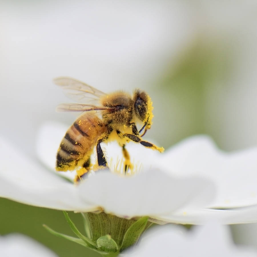 Las abejas aprenden a comunicarse bailando 