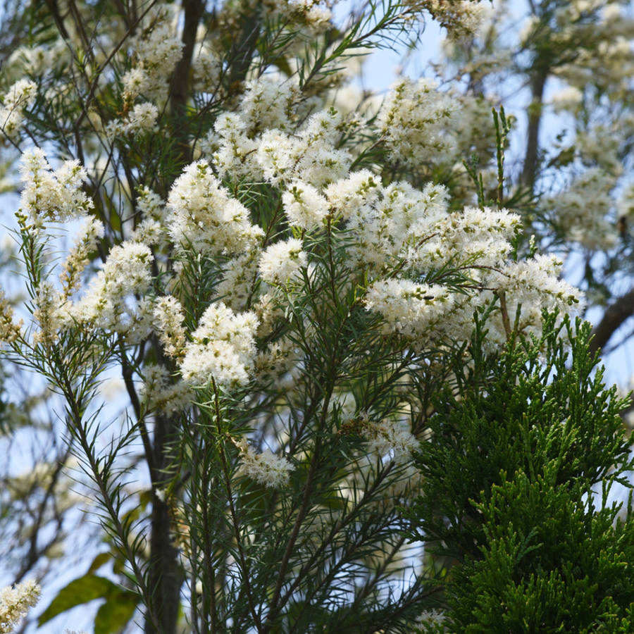 Cómo usar el aceite de árbol de té para tratar resfriados, verrugas y hongos de las uñas 