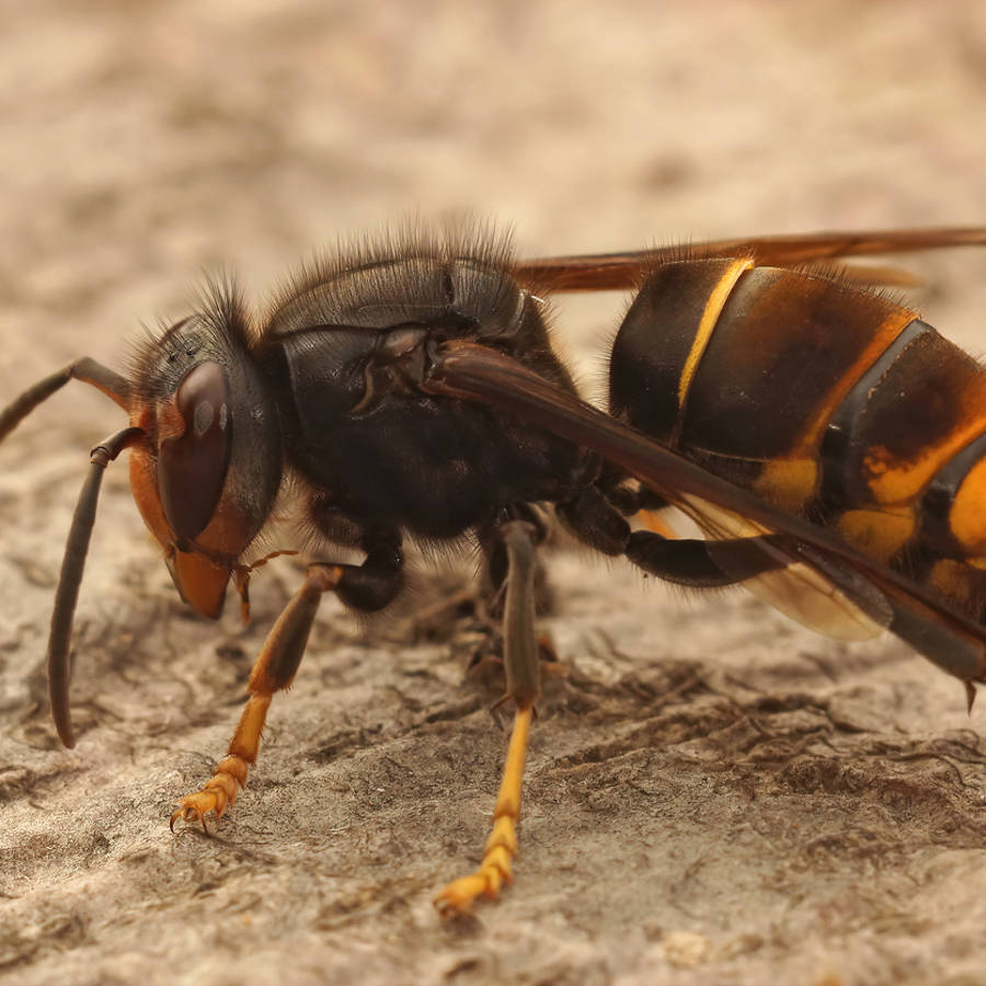 Avispa asiática "asesina": ¿es peligrosa para las personas y la biodiversidad? 