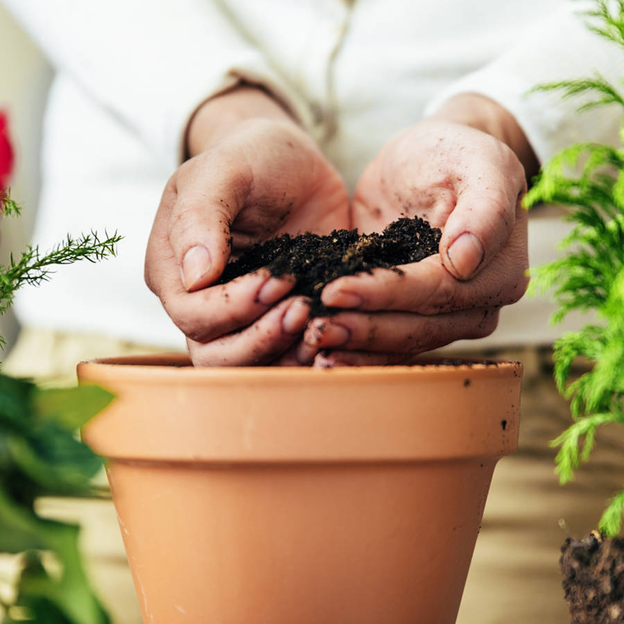 El huerto urbano casero  Revista de Flores, Plantas, Jardinería,  Paisajismo y Medio ambiente