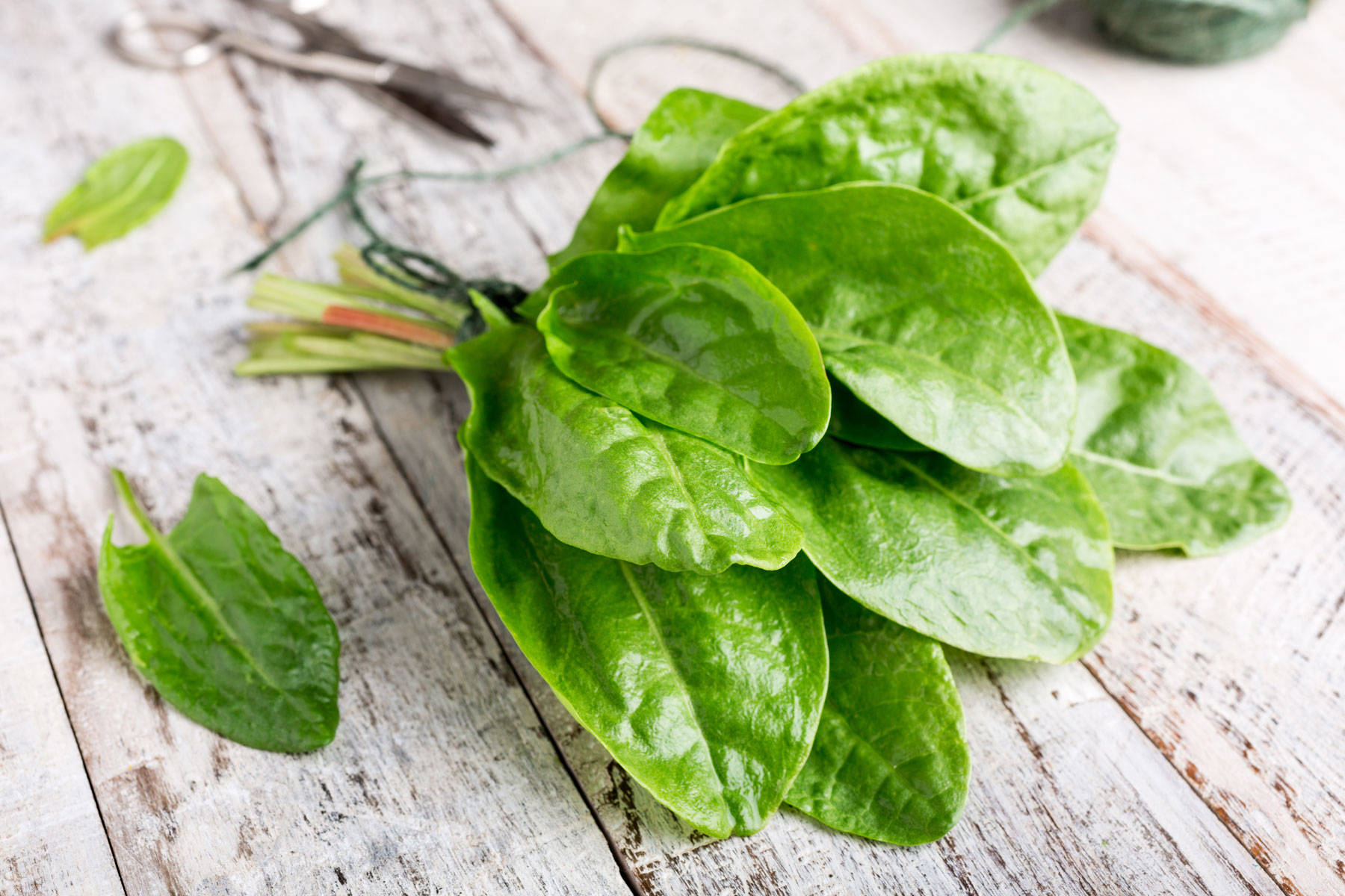 Frutas verduras abril: acedera