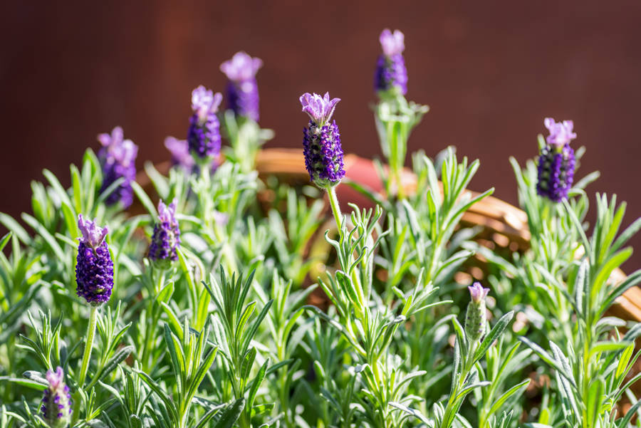 Lavanda