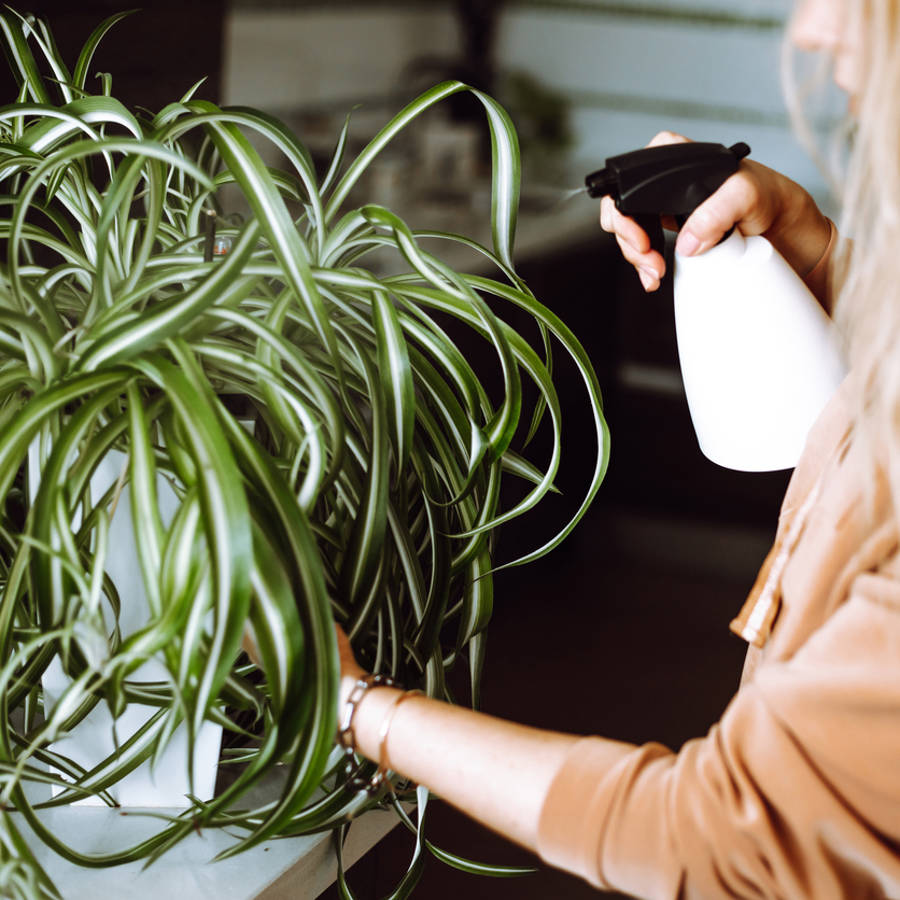 Mujer pulverizando una planta