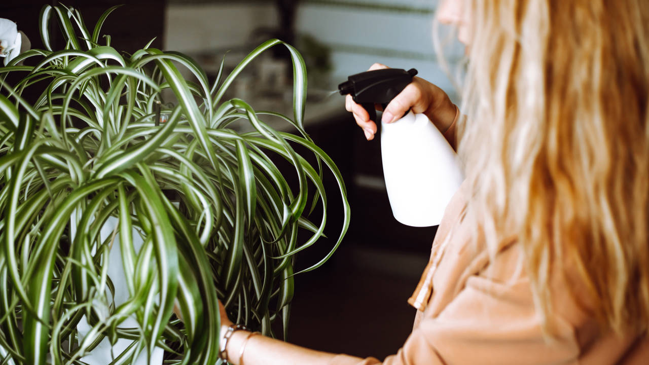 Mujer pulverizando una planta