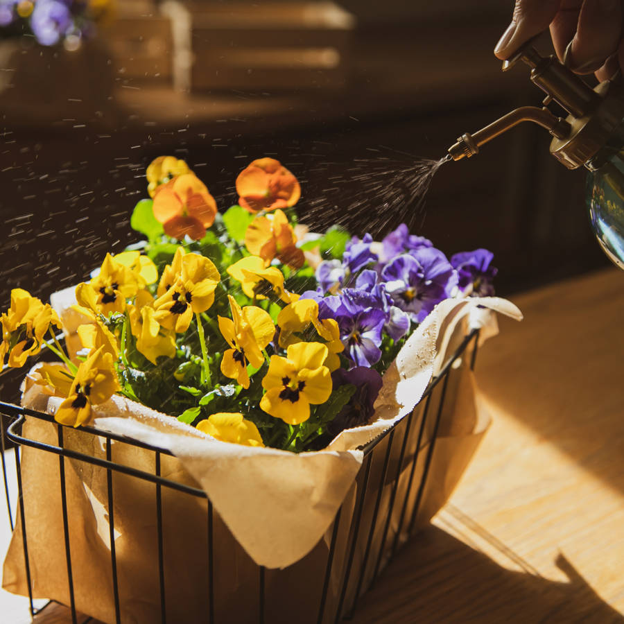 Pensamientos: la flor decorativa con propiedades saludables que necesitas (y cómo cuidar esta planta)