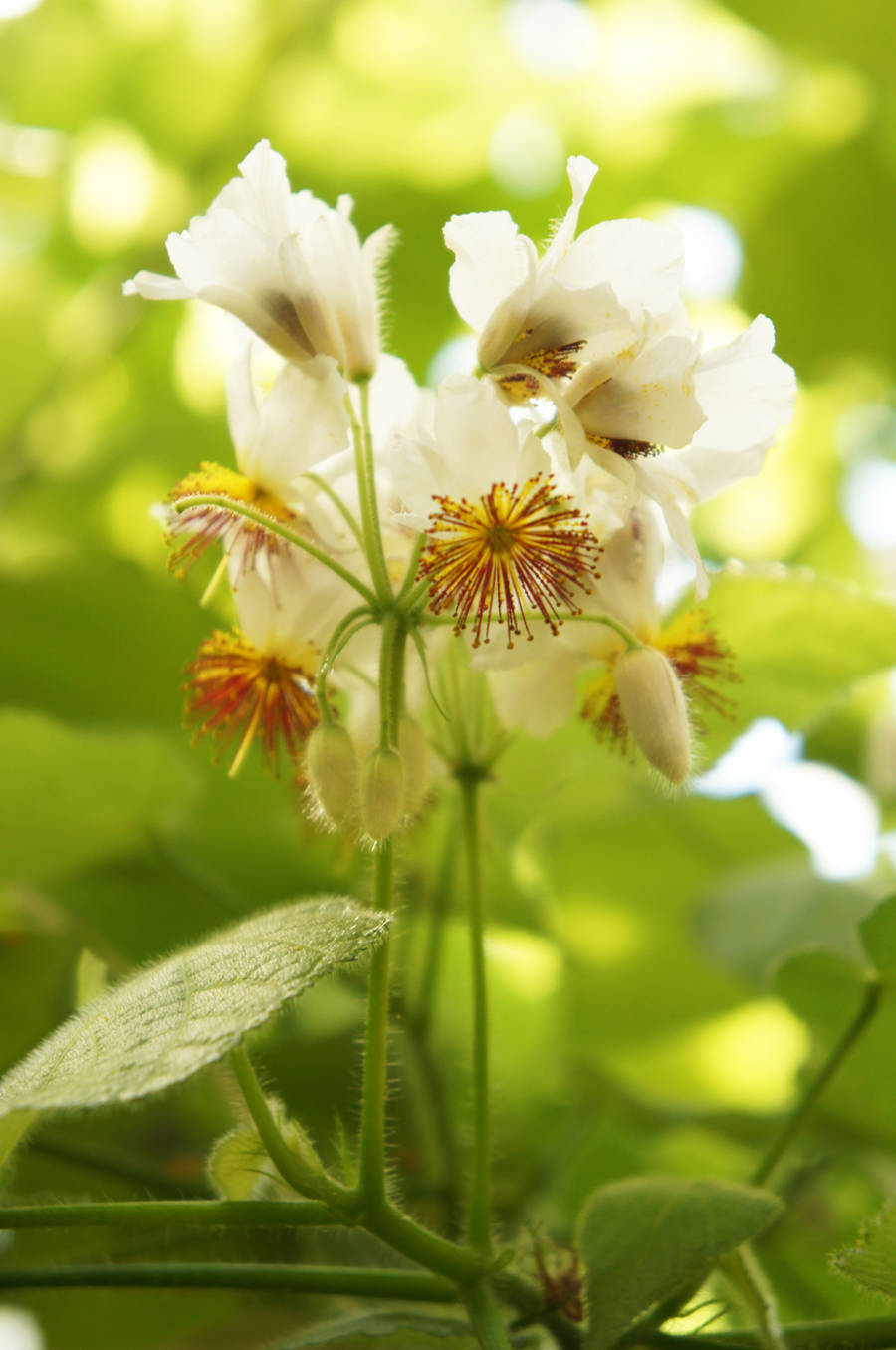 Sparmannia africana