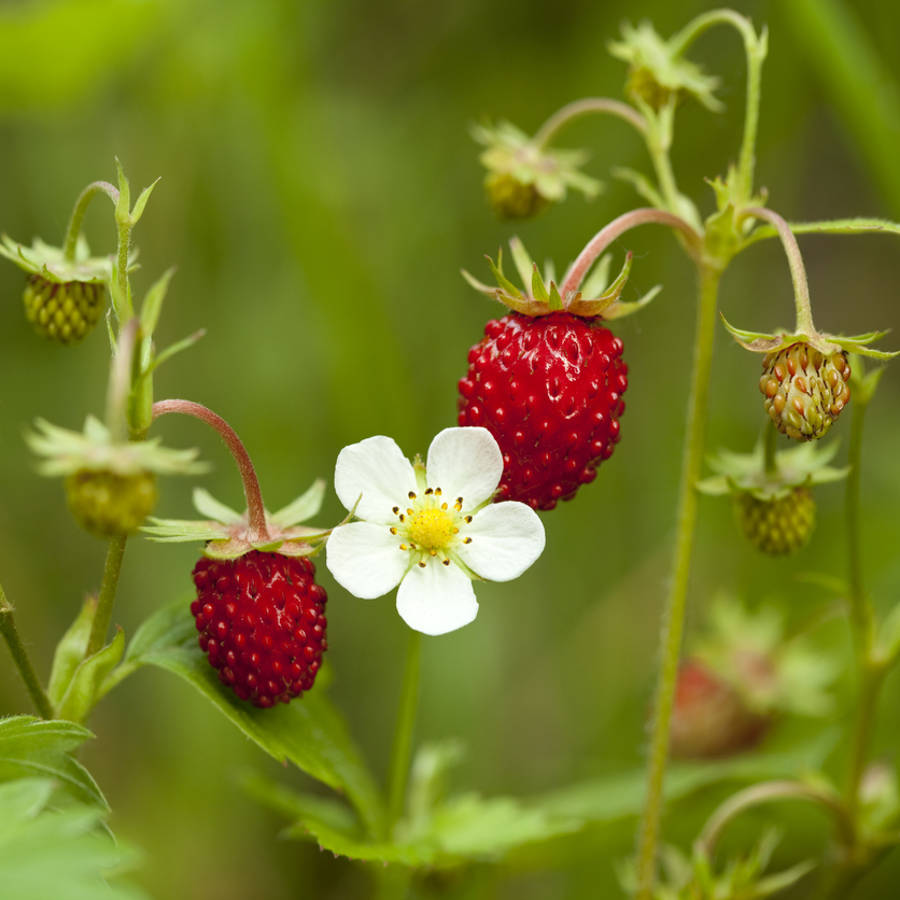 Planta de fresa: cómo plantar fresas silvestres en el jardín o el balcón