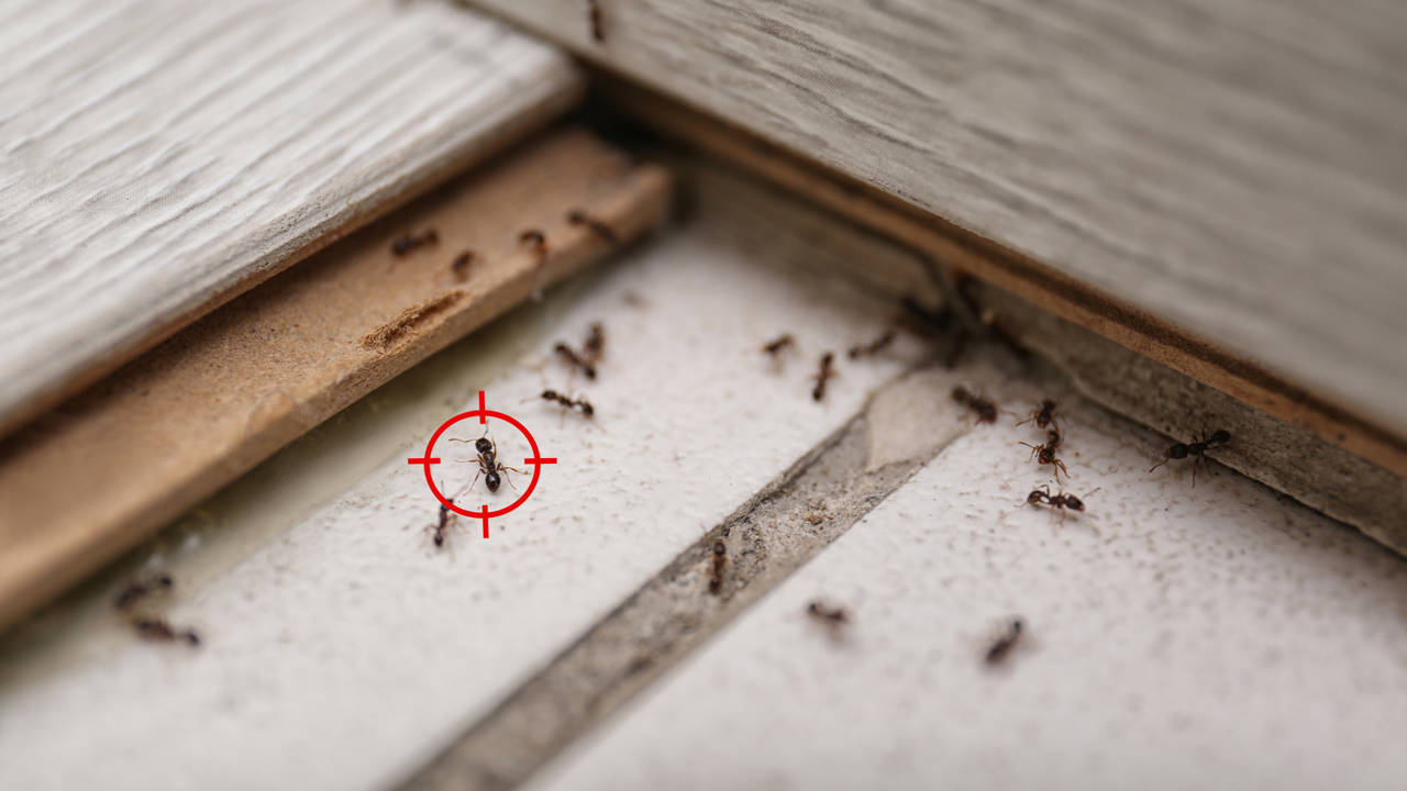 Casa de la carretera tirano Mirilla Cómo acabar con las hormigas en casa para siempre