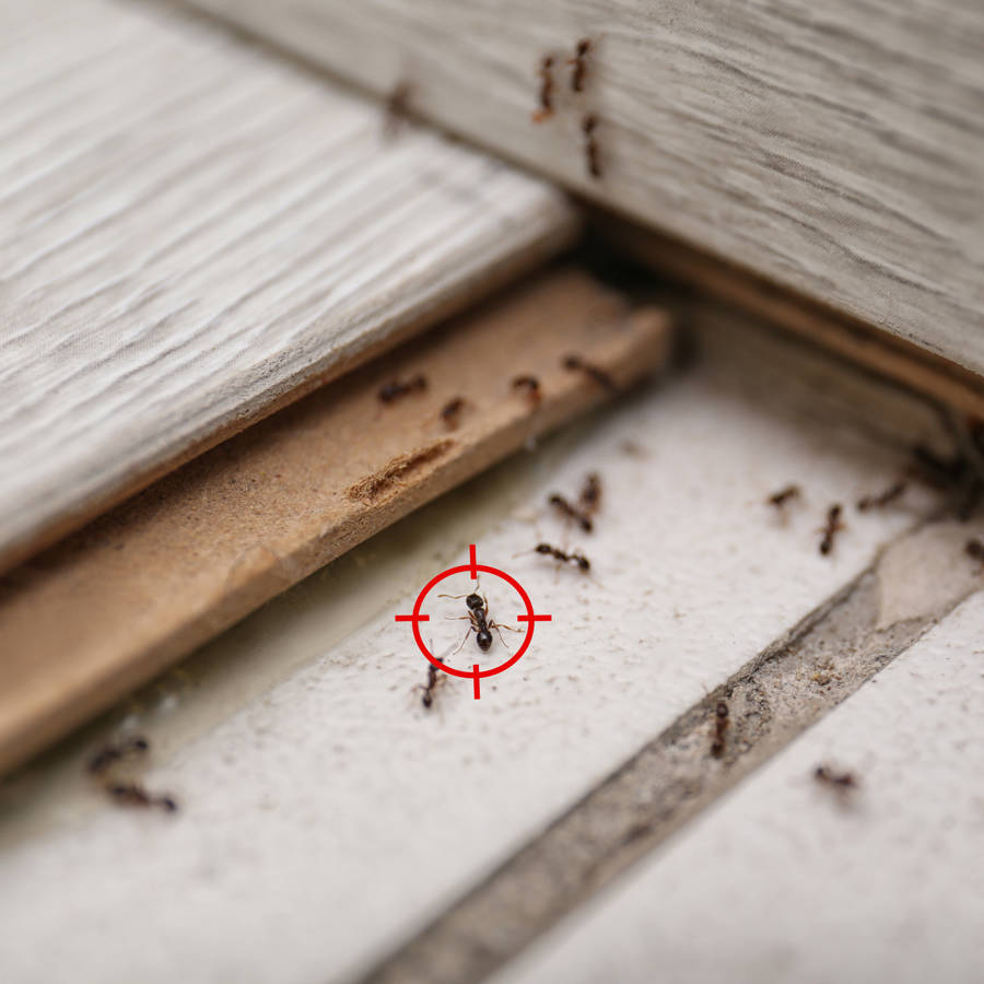 Cómo acabar con las hormigas en casa para siempre 