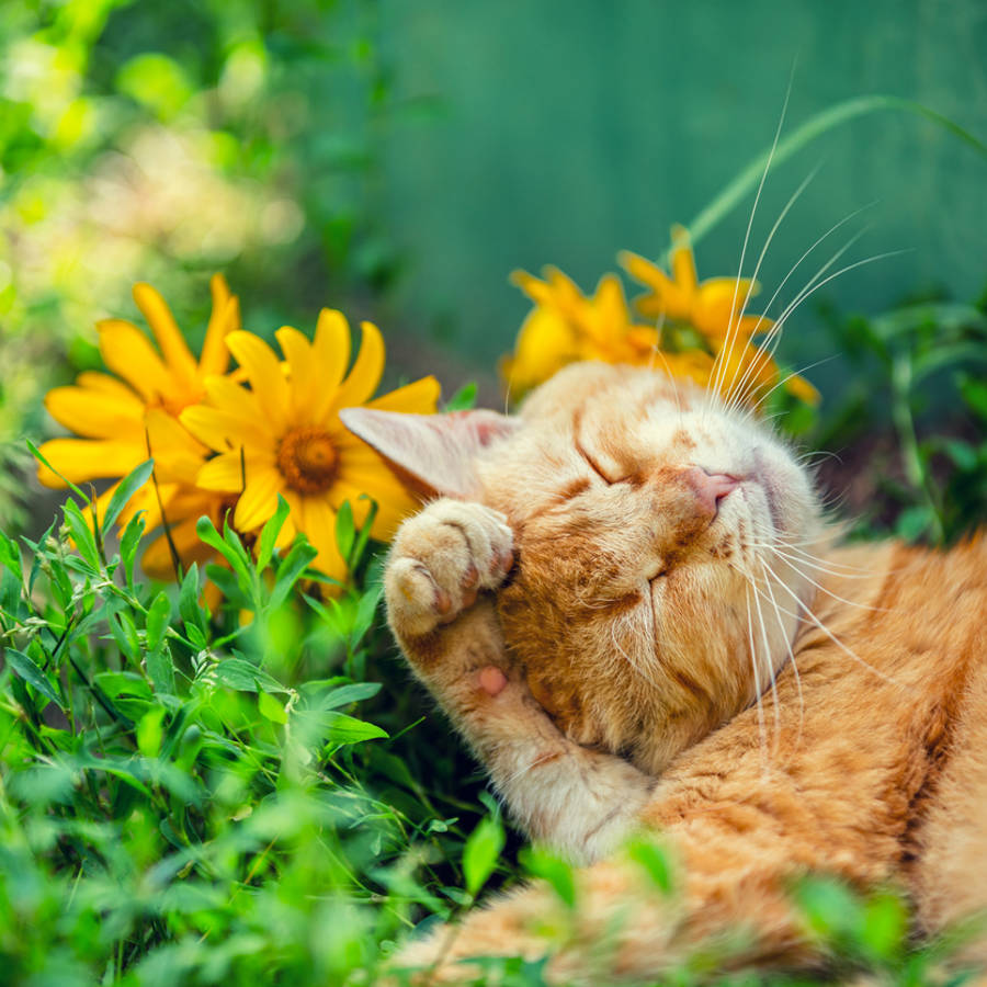 6 consejos para mantener a los gatos alejados de las plantas y los jardines