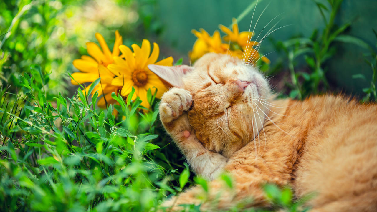 Gato tumbado entre las flores