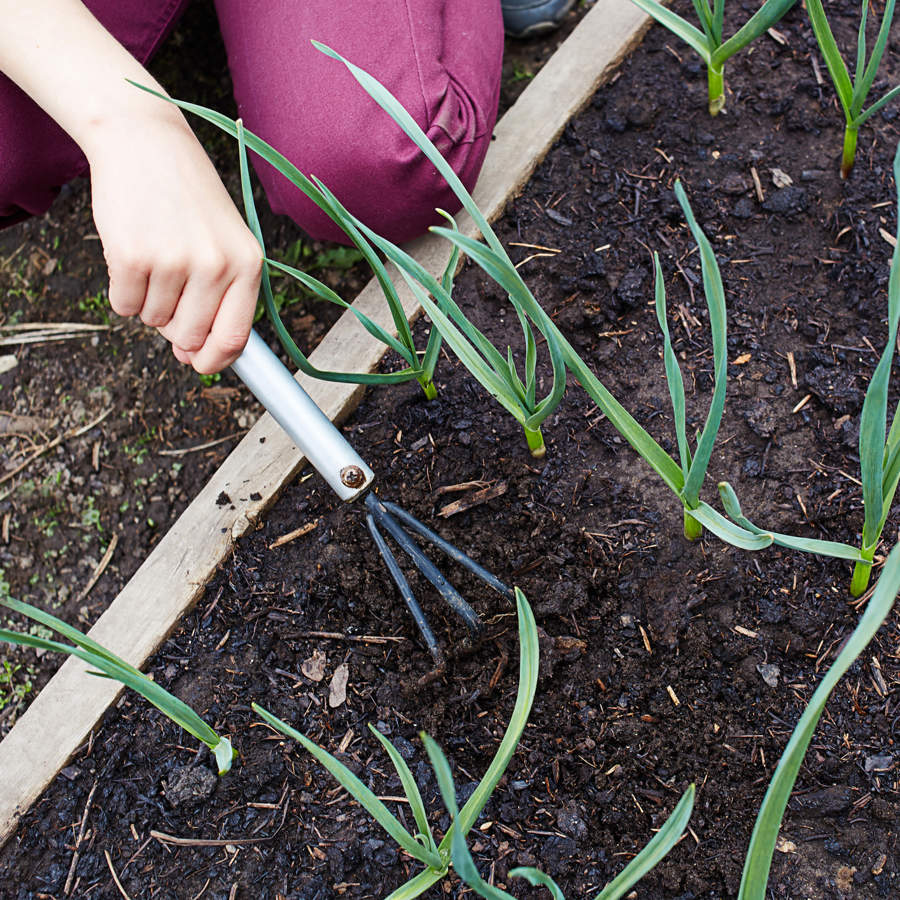 Cómo plantar cebollas: paso a paso para cultivar cebollas en casa o en el huerto
