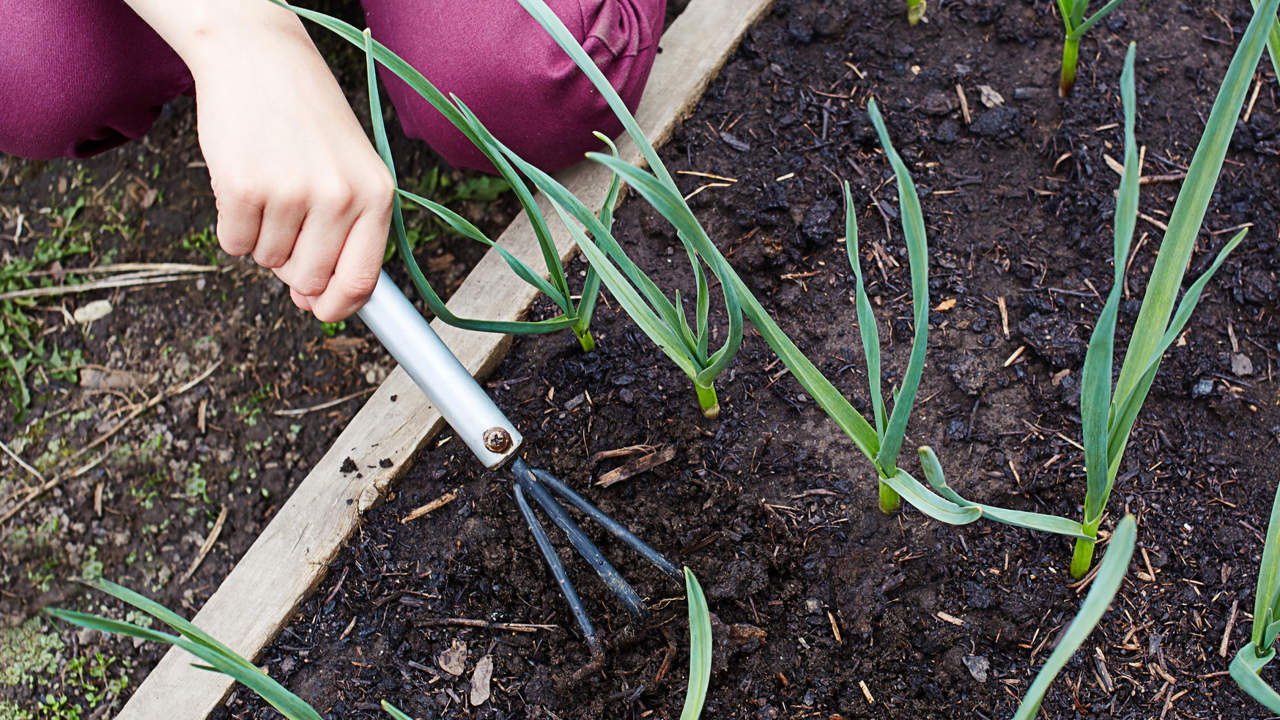 como plantar cebollas