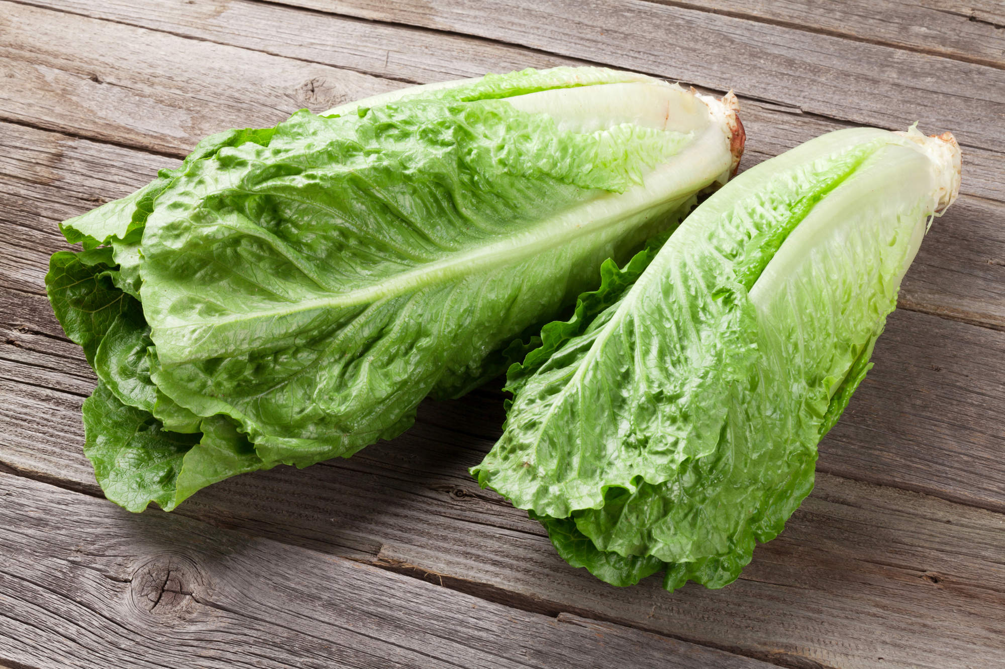 2. Lechuga romana
