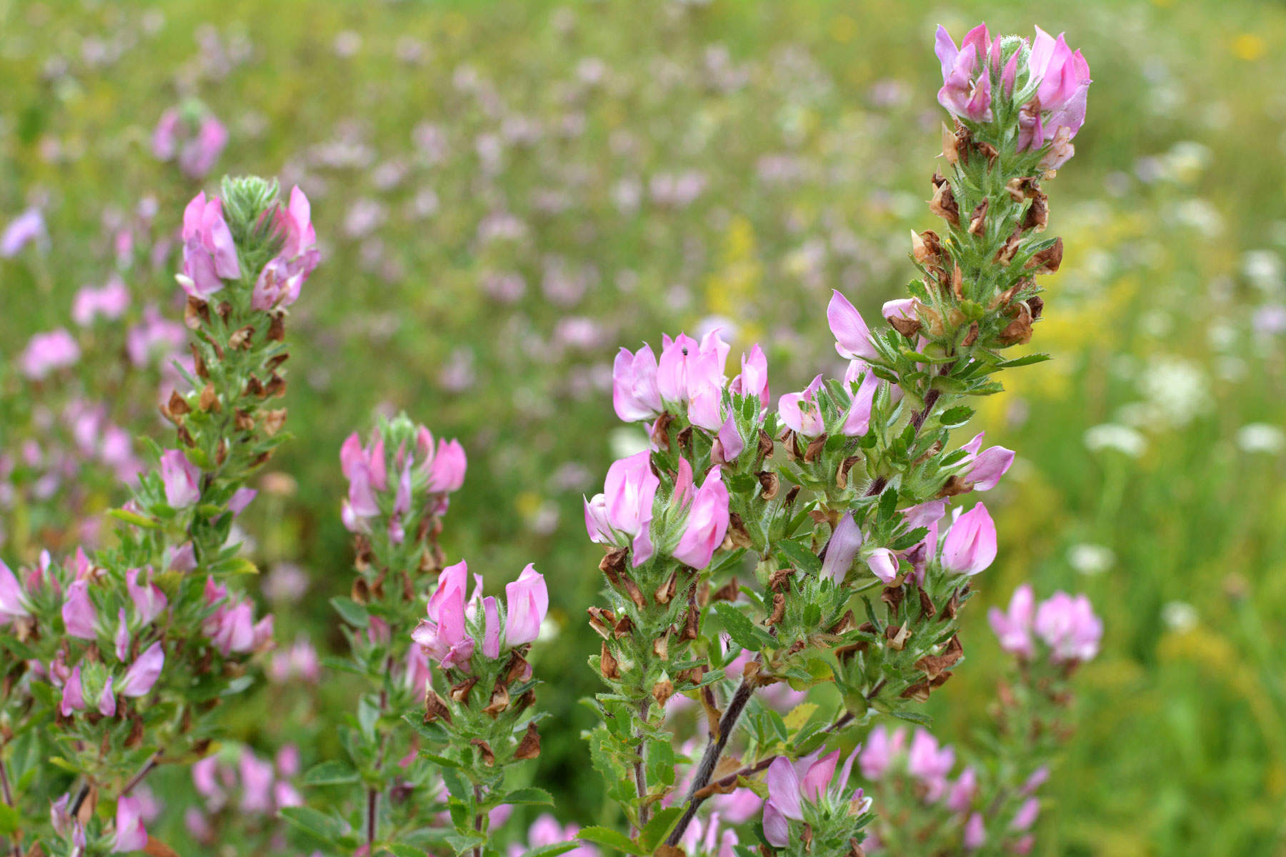 Gatuña (Ononis spinosa)