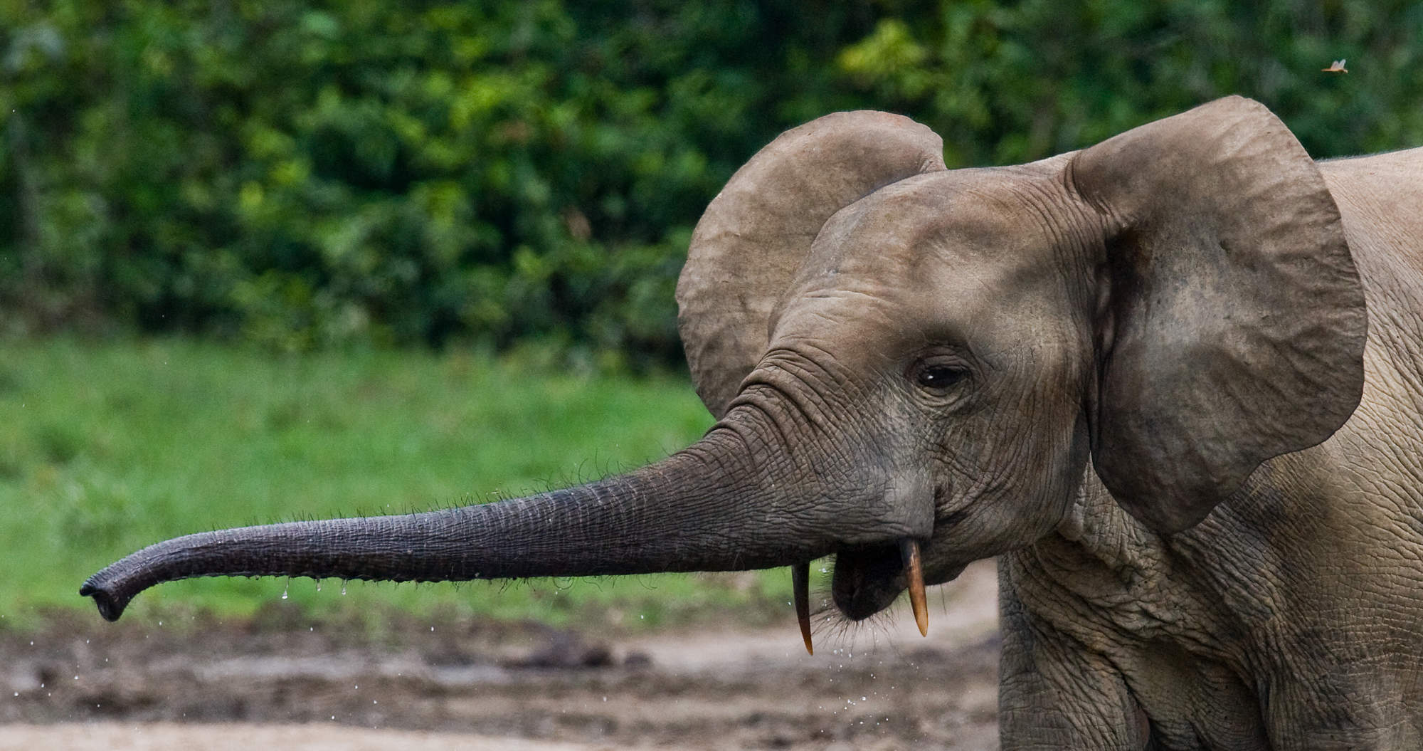 ELEFANTE DE BOSQUE AFRICANO